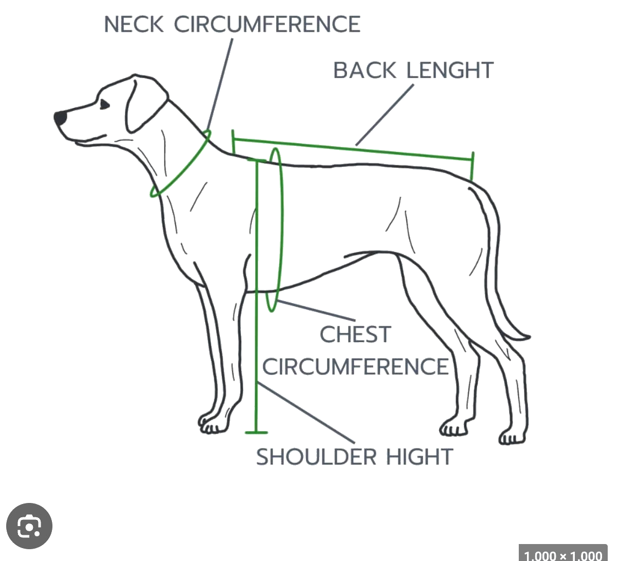 How to measure your dog